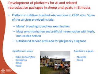 Genetics flagship ICARDA activities