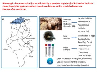 Genetics flagship ICARDA activities