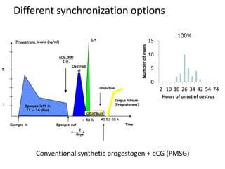 Different synchronization options
Conventional synthetic progestogen + eCG (PMSG)
1
5
Progestrone levels (ng/ml)
Sponges left in
11 - 14 days
eCG 300
I.U.
LH
Oestradi
ol
Ovulation
Corpus luteum
(Progesterone)
Time
+ 48 h AI 52-55 h
Sponges in
OESTRUS
Sponges out
2
days
0
5
10
15
2 10 18 26 34 42 54 74
Numberofewes
Hours of onset of oestrus
100%
 