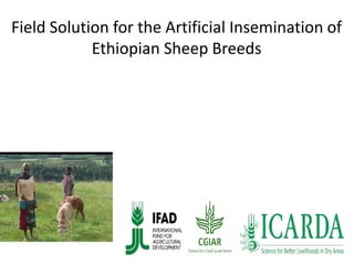 Field Solution for the Artificial Insemination of
Ethiopian Sheep Breeds
Breeding for future
generations…
 