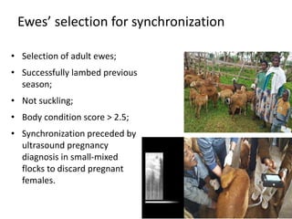 Reproductive interventions for more efficient sheep and goats breeding programs 