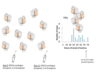 Reproductive interventions for more efficient sheep and goats breeding programs 