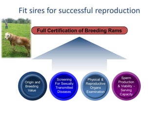 Reproductive interventions for more efficient sheep and goats breeding programs 