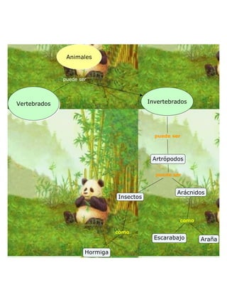 Animles panda