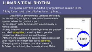 LUNAR & TIDAL RHYTHM
The cyclical activities exhibited by organisms in relation to the
29day lunar month are called as lunar rhythms…
-Most obvious environmental variables affected by
the moon(lunar) are light and tide, and of these the tide
appears to have the greatest impact.
For this reason lunar rhythms seem to occur mostly in
marine species.
-During full moon and new moon days= tides are greatest
are called spring tides, caused by the cooperative
gravitational attractions of sun and the moon.
-At the moons’s quarters ,the sun and moon oppose each
other resulting in smallest tides called ebb tides.
-The spring and ebb tides occurs at an interval of
14.5days.Hence this rhythm has a duration of 29dys.
 