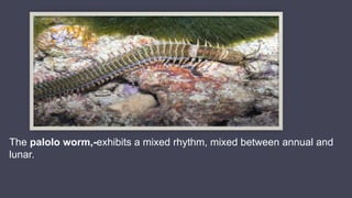 The palolo worm,-exhibits a mixed rhythm, mixed between annual and
lunar.
 