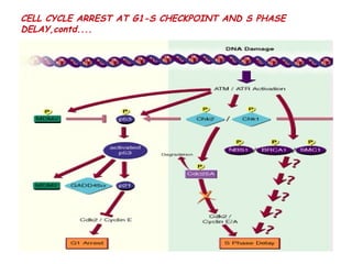 Anindya seminar 1 growth factors and cell cycle signalling in ...