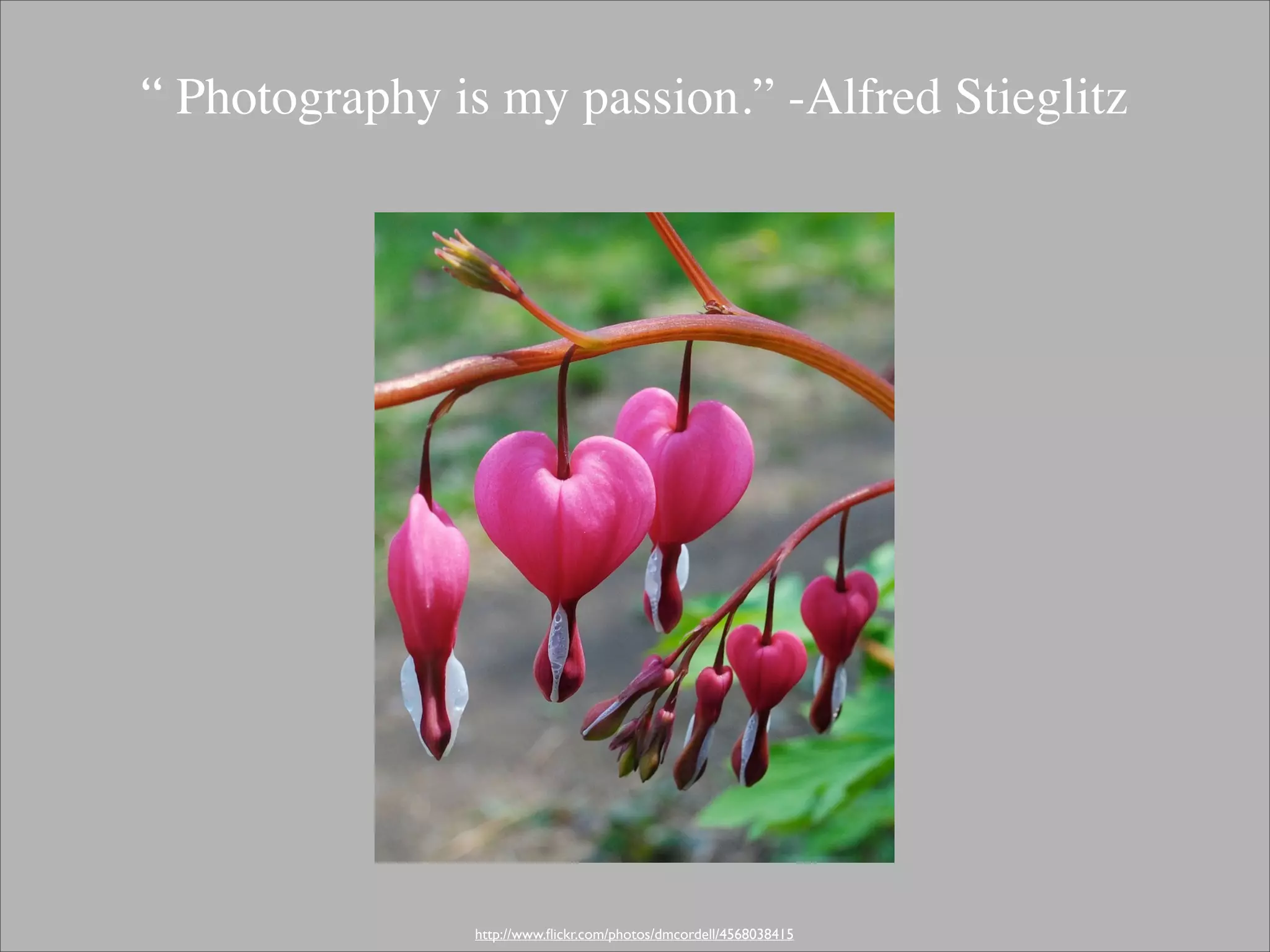 “ Photography is my passion.” -Alfred Stieglitz




               http://www.ﬂickr.com/photos/dmcordell/4568038415
 