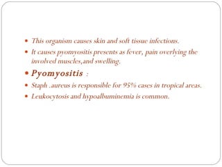 This organism causes skin and soft tissue infections. It causes pyomyositis presents as fever, pain overlying the involved muscles,and swelling. Pyomyositis  : Staph .aureus is responsible for 95% cases in tropical areas. Leukocytosis and hypoalbuminemia is common. 
