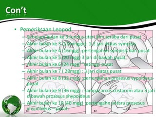 Con’t
  • Pemeriksaan Leopod.
    – Sebelum bulan ke 3 fundus uteri blm teraba dari pusat
    – Akhir bulan ke 3 (12minggu): 1-2 jari diatas sympisis
    – Akhir bulan ke 4 (16mgg) :pertengahan sympisis dan pusat
    – Akhir bulan ke 5 (20 mgg) 3 jari di bawah pusat
    – Akhir bulan ke 6 (24 mgg) “setinggi pusat
    – Akhir bulan ke 7 ( 28mgg) : 3 jari diatas pusat
    – Akhir bulan ke 8 (32 mgg) :pertengahan prosesus vypoideus-
      pusat
    – Akhir bulan ke 9 (36 mgg) : sampai arcus costarum atau 3 jari
      dibawah prosesus xhypoideus
    – Akhir bulan ke 10 (40 mgg) :pertengahn antara prosesus
      xhypoideus – pusat.
 