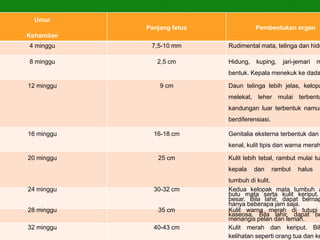 Umur
            Panjang fetus             Pembentukan organ
Kehamilan
4 minggu     7,5-10 mm      Rudimental mata, telinga dan hidu

8 minggu       2,5 cm       Hidung,   kuping,     jari-jemari   m
                            bentuk. Kepala menekuk ke dada

12 minggu       9 cm        Daun telinga lebih jelas, kelopa
                            melekat, leher mulai terbentu
                            kandungan luar terbentuk namun
                            berdiferensiasi.

16 minggu     16-18 cm      Genitalia eksterna terbentuk dan
                            kenal, kulit tipis dan warna merah

20 minggu      25 cm        Kulit lebih tebal, rambut mulai tum
                            kepala    dan      rambut   halus   (
                            tumbuh di kulit.
24 minggu     30-32 cm      Kedua kelopak mata tumbuh a
                            bulu mata serta kulit keriput.
                            besar. Bila lahir, dapat bernap
                            hanya beberapa jam saja.
28 minggu      35 cm        Kulit warna merah di tutupi
                            kaseosa. Bila lahir, dapat be
                            menangis pelan dan lemah.
32 minggu     40-43 cm      Kulit merah dan keriput. Bil
                            kelihatan seperti orang tua dan ke
 
