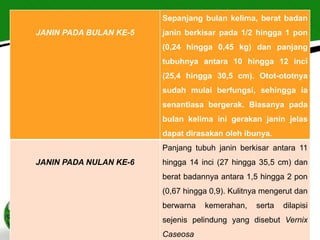 Sepanjang bulan kelima, berat badan
JANIN PADA BULAN KE-5   janin berkisar pada 1/2 hingga 1 pon
                        (0,24 hingga 0,45 kg) dan panjang
                        tubuhnya antara 10 hingga 12 inci
                        (25,4 hingga 30,5 cm). Otot-ototnya
                        sudah mulai berfungsi, sehingga ia
                        senantiasa bergerak. Biasanya pada
                        bulan kelima ini gerakan janin jelas
                        dapat dirasakan oleh ibunya.
                        Panjang tubuh janin berkisar antara 11
JANIN PADA NULAN KE-6   hingga 14 inci (27 hingga 35,5 cm) dan
                        berat badannya antara 1,5 hingga 2 pon
                        (0,67 hingga 0,9). Kulitnya mengerut dan
                        berwarna   kemerahan,    serta   dilapisi
                        sejenis pelindung yang disebut Vernix
                        Caseosa
 