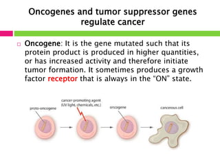 Oncogenes and tumor suppressor genes 
regulate cancer 
 Oncogene: It is the gene mutated such that its 
protein product is produced in higher quantities, 
or has increased activity and therefore initiate 
tumor formation. It sometimes produces a growth 
factor receptor that is always in the “ON” state. 
 