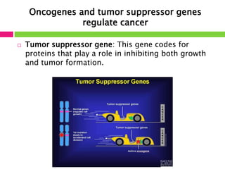 Oncogenes and tumor suppressor genes 
regulate cancer 
 Tumor suppressor gene: This gene codes for 
proteins that play a role in inhibiting both growth 
and tumor formation. 
 