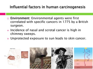 Influential factors in human carcinogenesis 
 Environment: Environmental agents were first 
correlated with specific cancers in 1775 by a British 
surgeon. 
 Incidence of nasal and scrotal cancer is high in 
chimney sweeps. 
 Unprotected exposure to sun leads to skin cancer. 
 