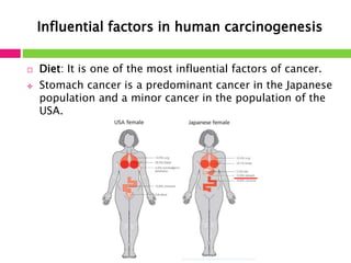 Influential factors in human carcinogenesis 
 Diet: It is one of the most influential factors of cancer. 
 Stomach cancer is a predominant cancer in the Japanese 
population and a minor cancer in the population of the 
USA. 
 