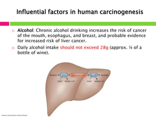 Influential factors in human carcinogenesis 
 Alcohol: Chronic alcohol drinking increases the risk of cancer 
of the mouth, esophagus, and breast, and probable evidence 
for increased risk of liver cancer. 
 Daily alcohol intake should not exceed 28g (approx. ¼ of a 
bottle of wine). 
Genetics and alcoholism. Nature Reviews 
 