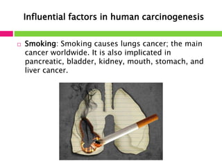 Influential factors in human carcinogenesis 
 Smoking: Smoking causes lungs cancer; the main 
cancer worldwide. It is also implicated in 
pancreatic, bladder, kidney, mouth, stomach, and 
liver cancer. 
 