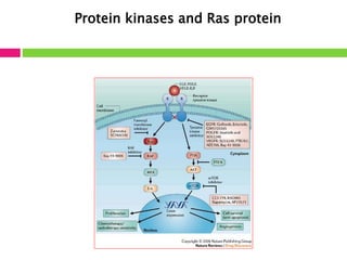 Protein kinases and Ras protein 
 