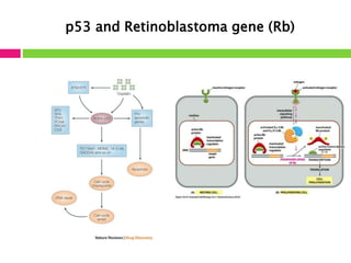 p53 and Retinoblastoma gene (Rb) 
 