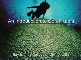 BICD 2005
An Introduction to Coral ReefsAn Introduction to Coral Reefs
Bay Islands College of Diving, UtilaBay Islands College of Diving, Utila
 