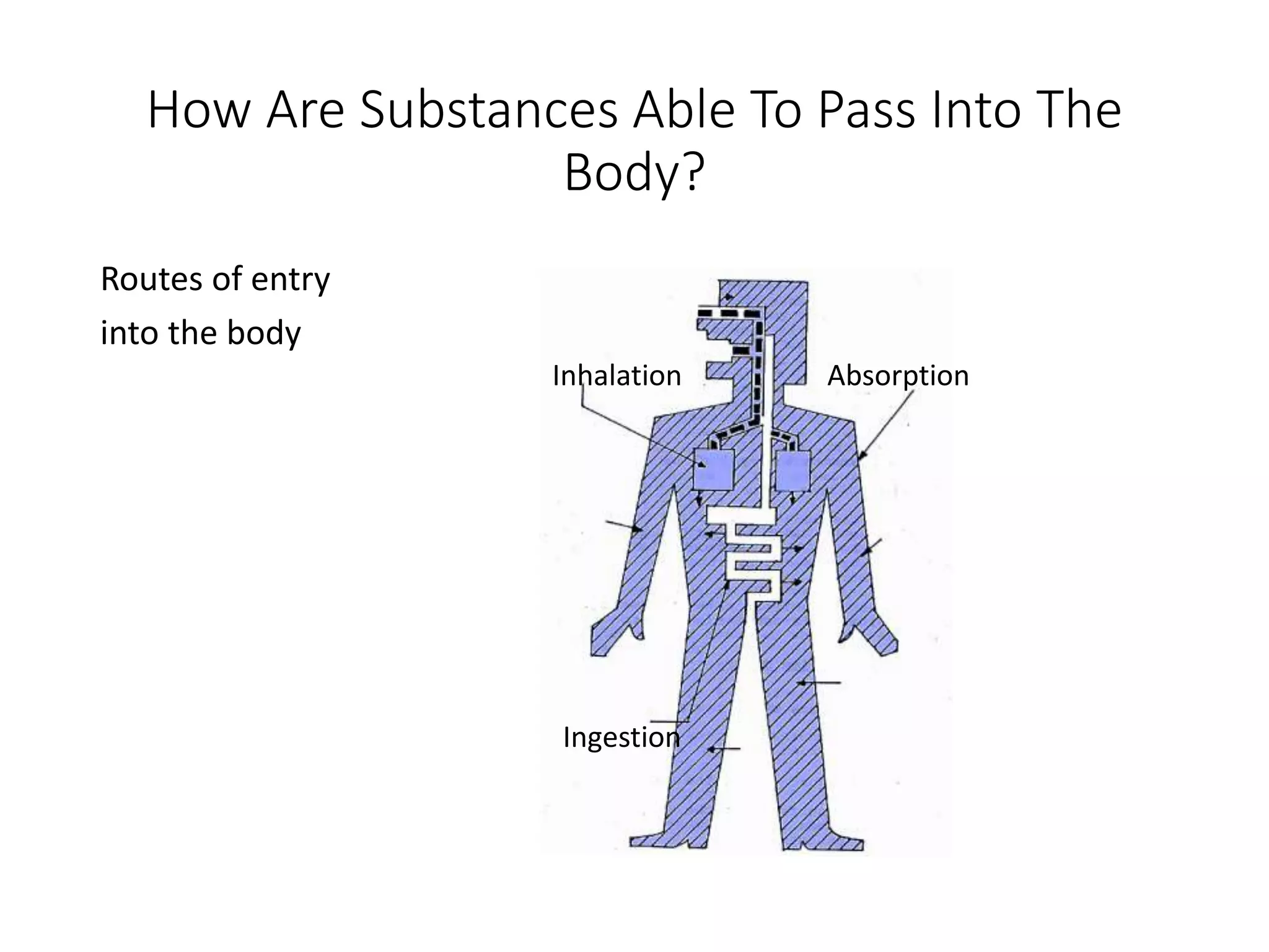 How Are Substances Able To Pass Into The
Body?
Routes of entry
into the body
Inhalation
Ingestion
Absorption
 