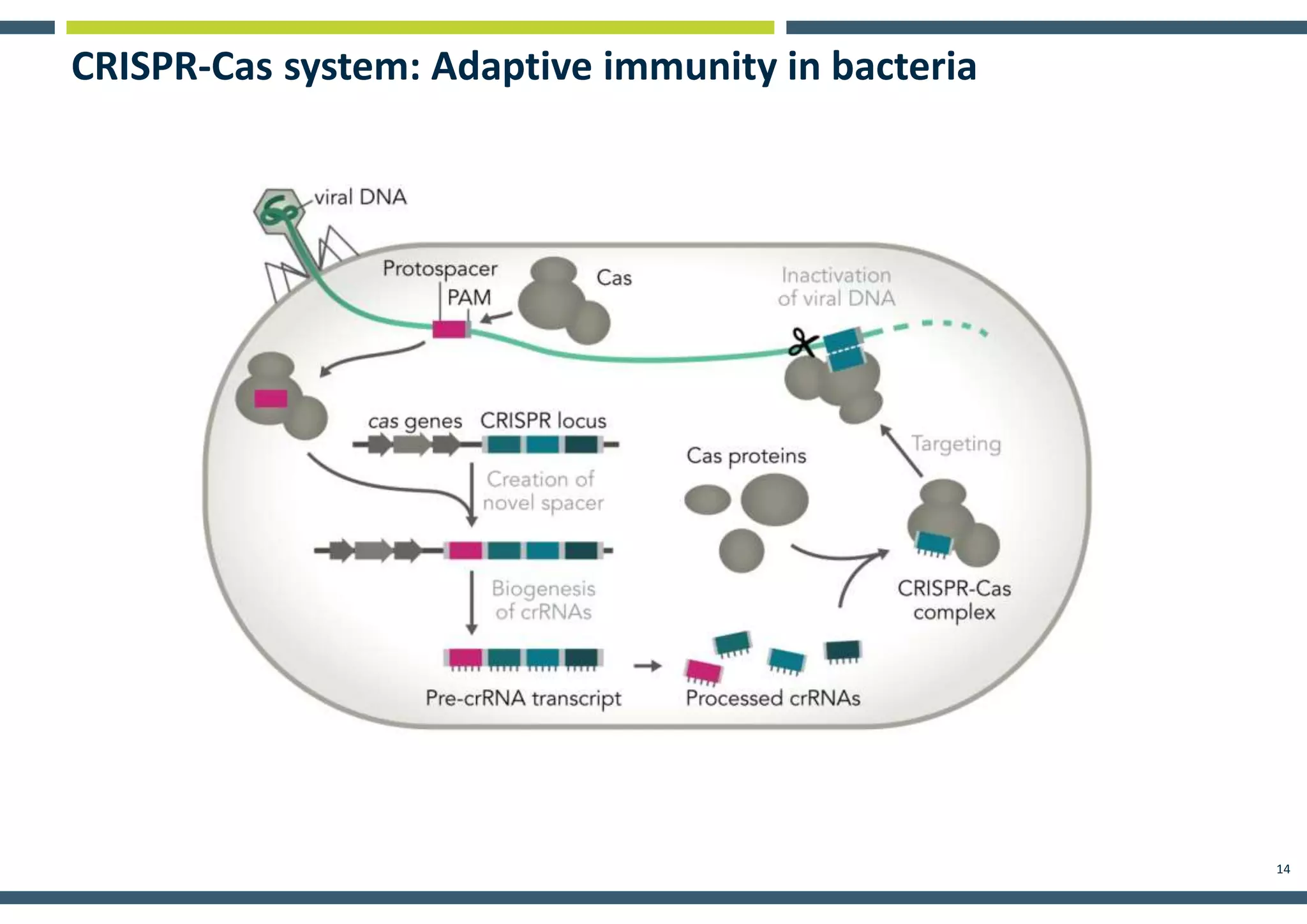 An Introduction to Crispr Genome Editing | PPTX