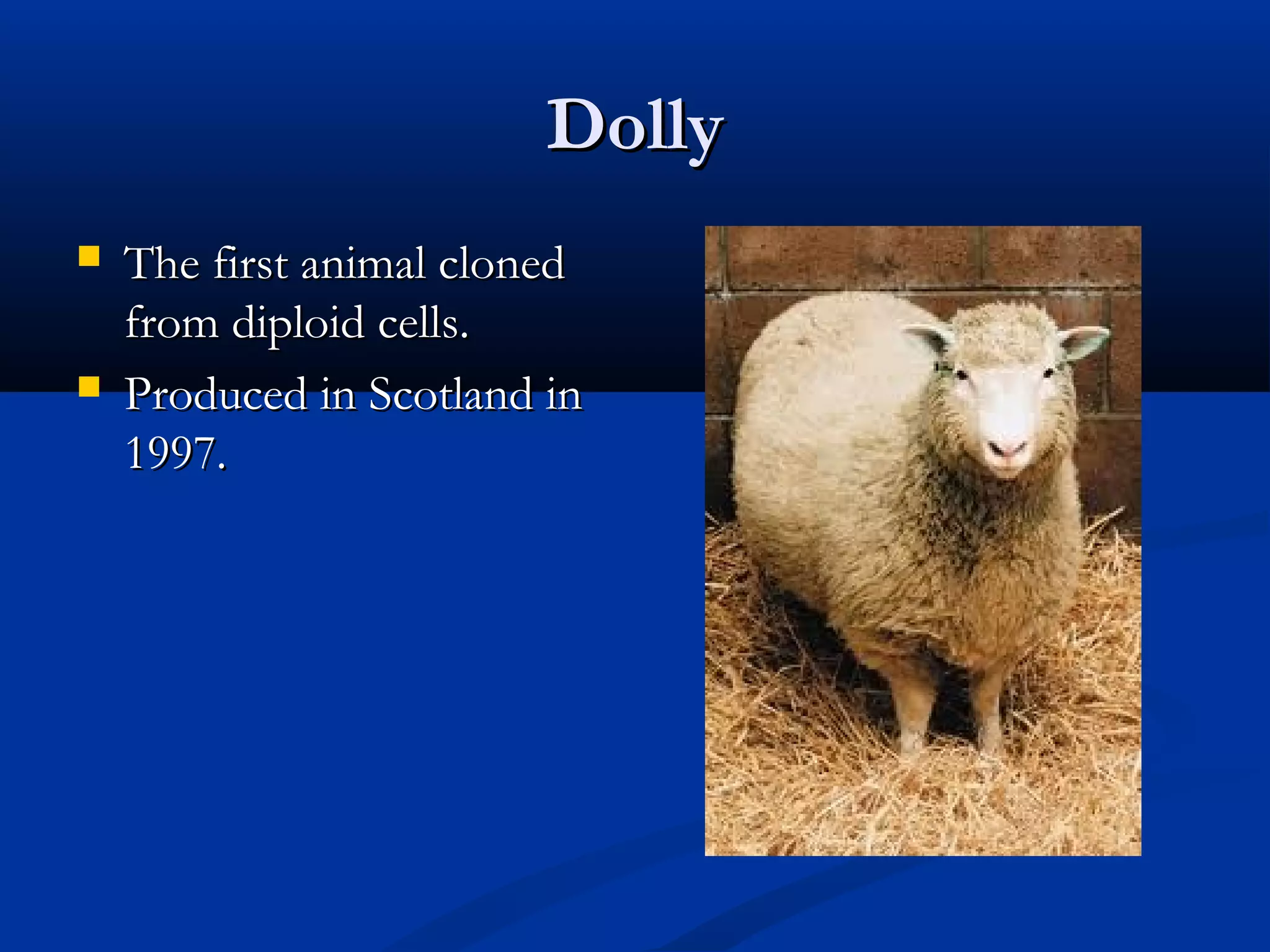 DDoollllyy 
 TThhee ffiirrsstt aanniimmaall cclloonneedd 
ffrroomm ddiippllooiidd cceellllss.. 
 PPrroodduucceedd iinn SSccoottllaanndd iinn 
11999977.. 
 