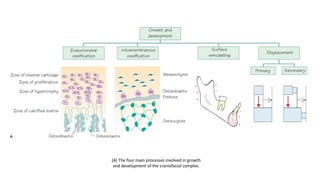 An introduction to facial growth and development.pdf