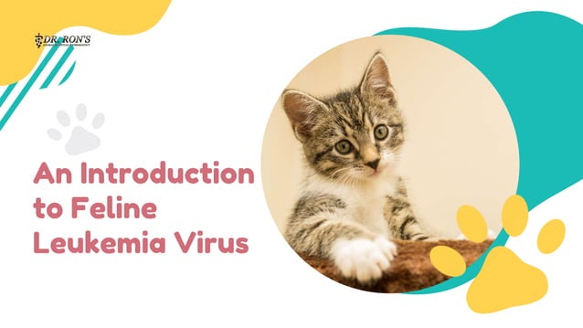 An Introduction to Feline Leukemia Virus | PPTX | Veterinary Medicine ...