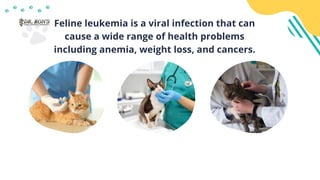 An Introduction to Feline Leukemia Virus | PPTX - Feline Leukemia Virus Weight Loss And Alopecia