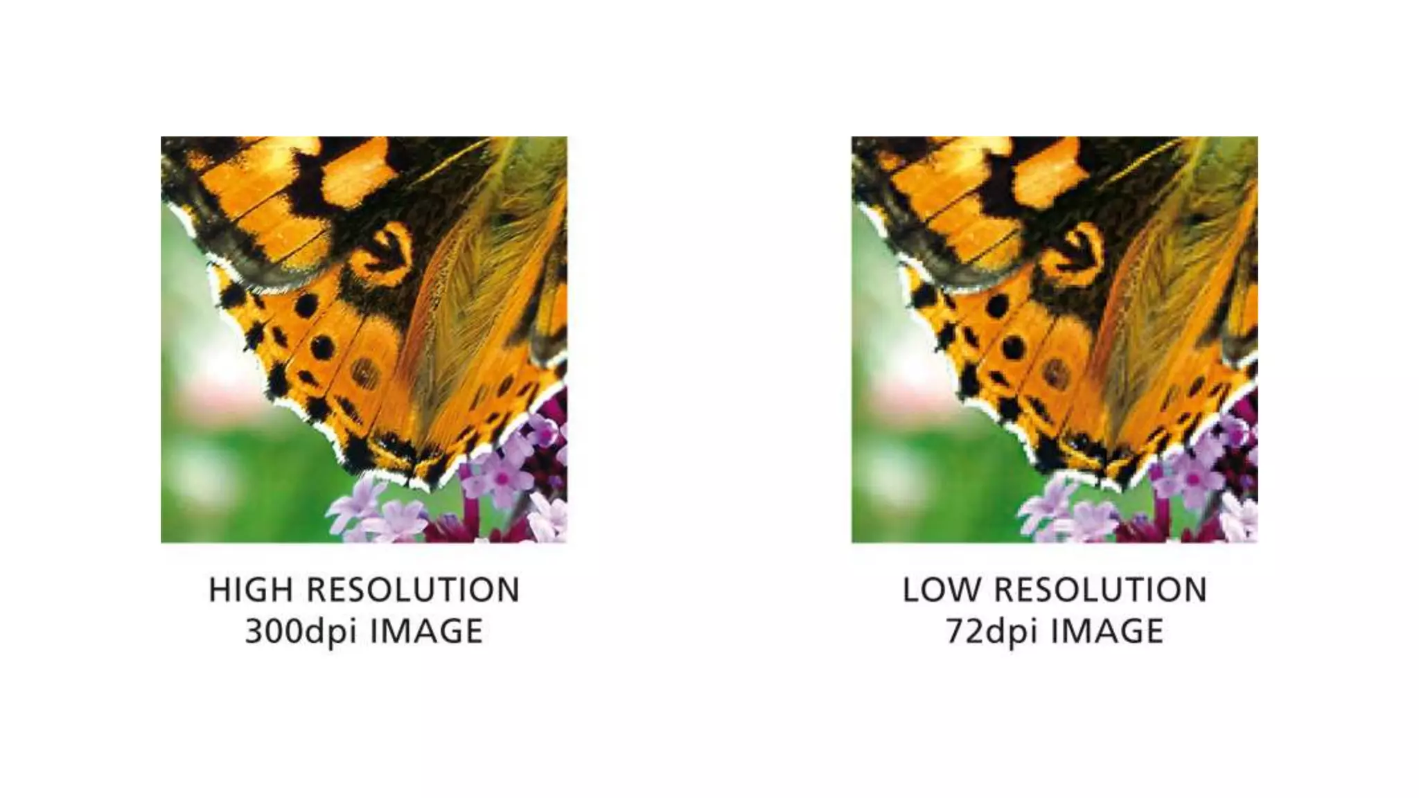 PSD (Adobe Photoshop) AI (Adobe Illustrator) CDR (CorelDRAW) CMX (Corel Exchange) CGM Computer Graphics Metafile DXF AutoCAD WMF Windows Metafil