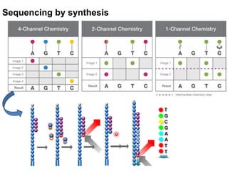 An introduction to illumina sequencing | PDF