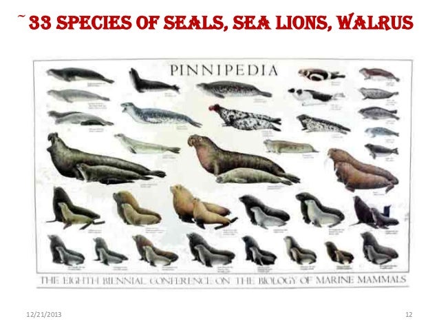 different types of seals pdf