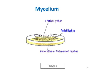 Mycological Loop AN INTRODUCTION TO MYCOLOGY 11 2017.ppt