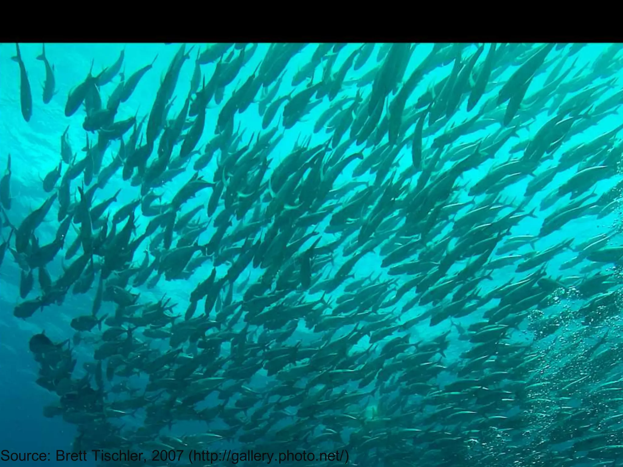 Source: Brett Tischler, 2007 (http://gallery.photo.net/)
                                                   6/13/201   ©2011 SugarCRM Inc. All rights reserved.   10
 