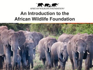 An Introduction to the
African Wildlife Foundation
 