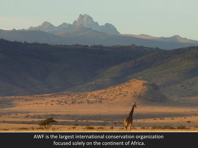 Meet the African Wildlife Foundation | PPT