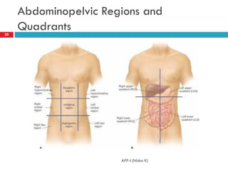 Midsection Body Area An introduction to the human body and organisation | PDF