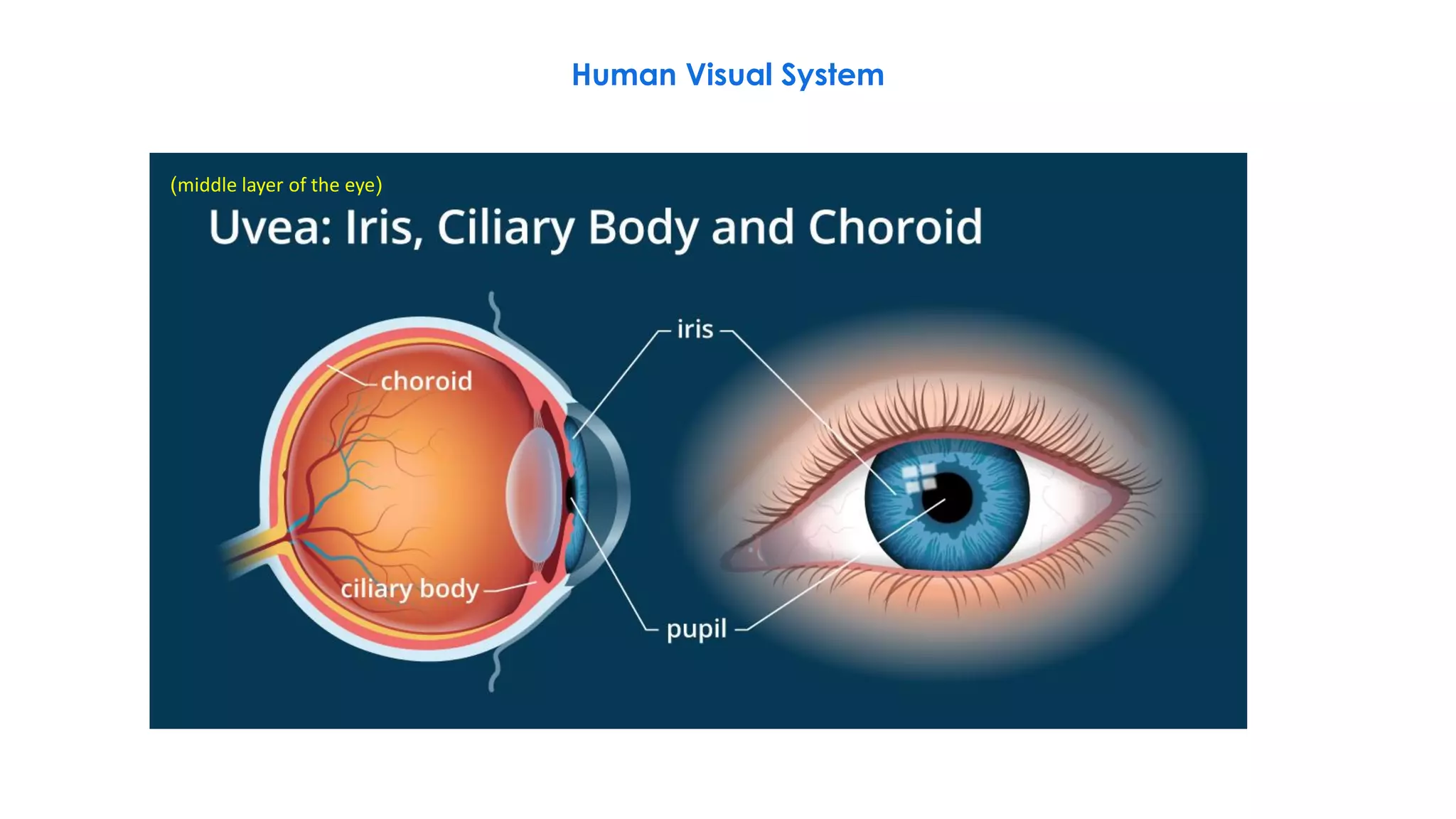 An Introduction to Video Principles-Part 1 | PDF