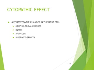 CYTOPATHIC EFFECT
 ANY DETECTABLE CHANGES IN THE HOST CELL
 MORPHOLOGICAL CHANGES
 DEATH
 APOPTOSIS
 INDEFINITE GROWTH
115
 