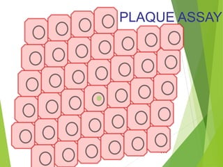 123
PLAQUE ASSAYPLAQUE ASSAY
 