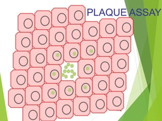 124
PLAQUE ASSAYPLAQUE ASSAY
 
