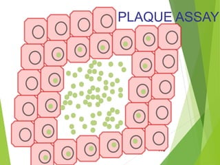 125
PLAQUE ASSAYPLAQUE ASSAY
 