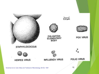 14Koneman et al. Color Atlas and Textbook of Microbiology 5th Ed. 1997
 