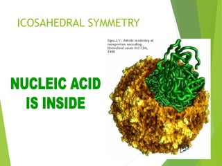 ICOSAHEDRAL SYMMETRY
24
 