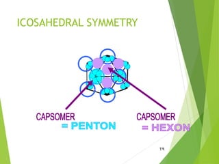 ICOSAHEDRAL SYMMETRY
29
 
