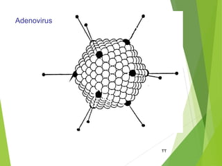 32
Adenovirus
 