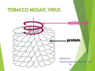 TOBACCO MOSAIC VIRUS
39
adapted from:
Klug and Caspar Adv. Virus Res. 7:225
 