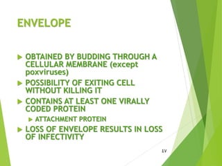 ENVELOPE
 OBTAINED BY BUDDING THROUGH A
CELLULAR MEMBRANE (except
poxviruses)
 POSSIBILITY OF EXITING CELL
WITHOUT KILLING IT
 CONTAINS AT LEAST ONE VIRALLY
CODED PROTEIN
 ATTACHMENT PROTEIN
 LOSS OF ENVELOPE RESULTS IN LOSS
OF INFECTIVITY
47
 